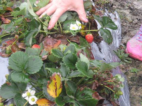 Сладки ягоди на полето в ноемврийския дъжд