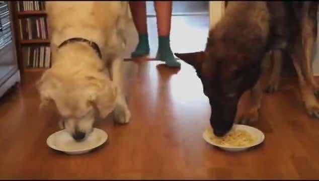 Състезание по ядене на спагети – Голдън ретрийвър срещу Немска овчарка
