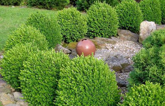 Чемшир – естествена декорация за двора