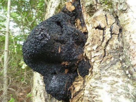 Чудотворната гъба Чага