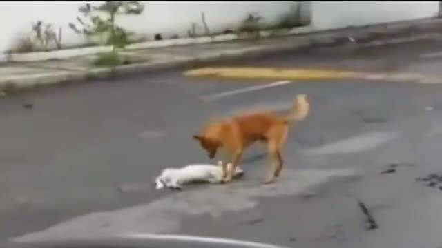 Куче се опитва да издърпа и спаси своя приятел от улицата