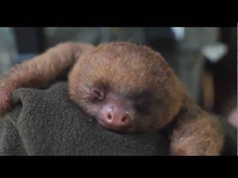 Top 10 Cutest Baby Animals