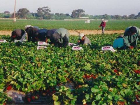 Търсят се 350 жени за бране на ягоди в Испания