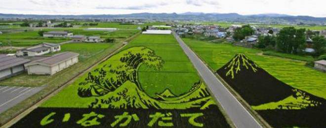 Японците правят картини от оризовите си насаждения