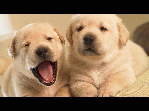 Cats Meeting Puppies for the First Time Compilation 2014 [NEW HD]