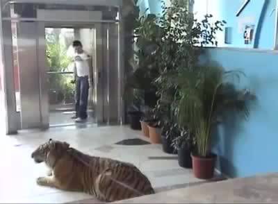 Изненада с тигър ( Скрита камера )