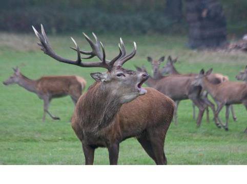 Бракониери убиха пет благородни елена!