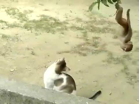 Маймуна и котка си играят!