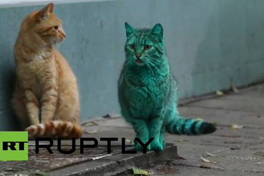 Варненската зелена котка обиколи световните медии