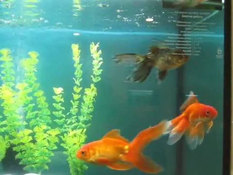 Златни Рибки в Аквариум! Не са ли сякаш като от вълшебна приказка