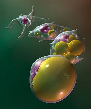 Изчистване на мазнините