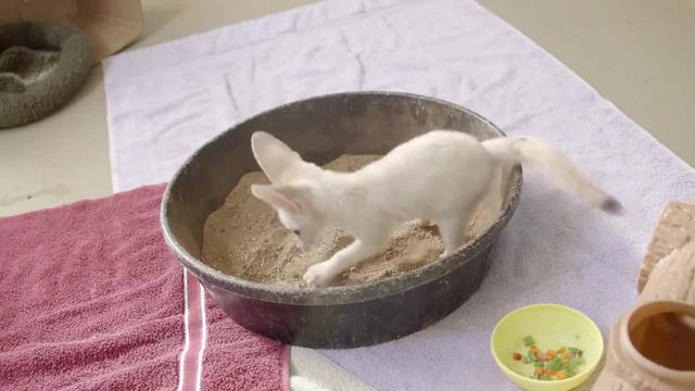 Бебе лисиче си играе