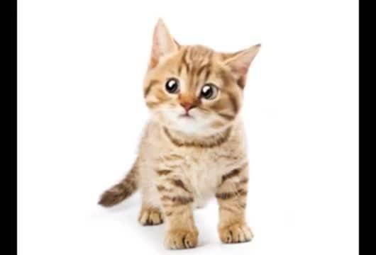 Какво си пожела моето коте? :).