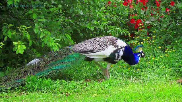 Индийски Паун