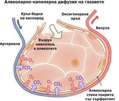 Транспортни процеси в организма