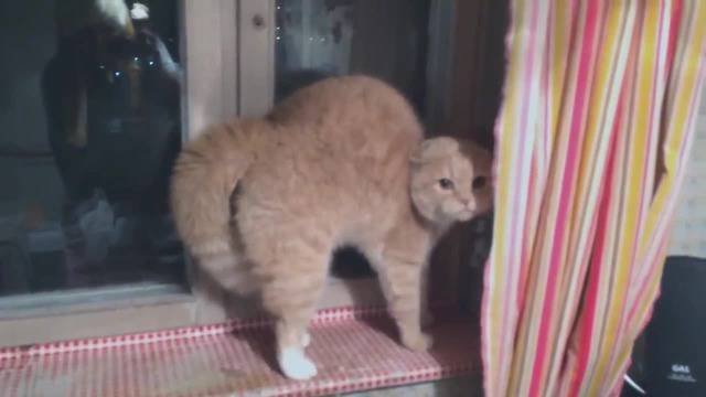 Коте се страхува от шапка