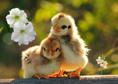 Забавни картинки