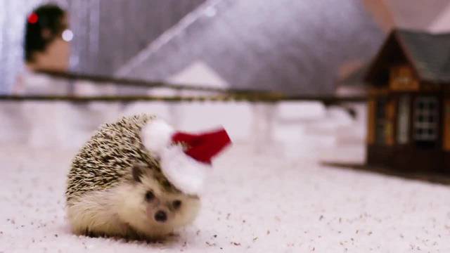 Коледа с таралежче