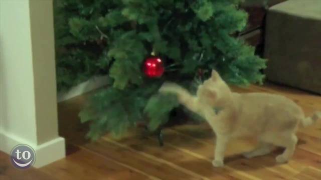 Котки срещу коледни елхи.