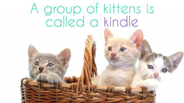 9 сладки факти, които ще ви накарат да се усмихнете