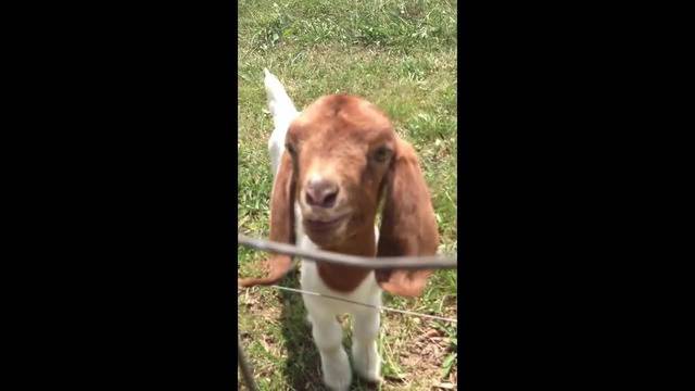 Яре казва – Какво, какво?