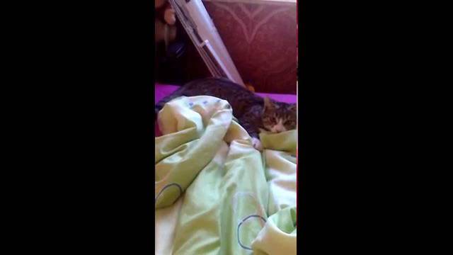 Котешка игра!