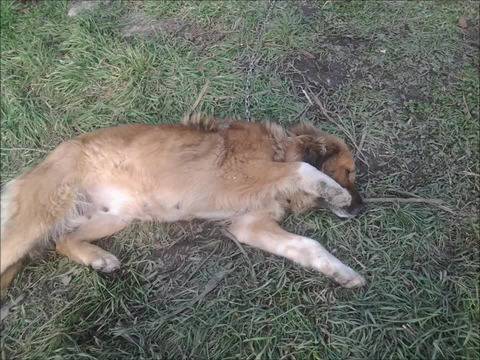 Моето Куче Сара