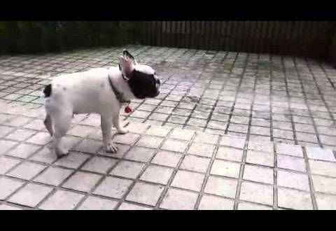 Луд френски булдог се дразни на дъжда!