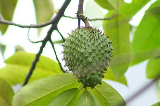 Гуанабана: натурално лечение на рак?