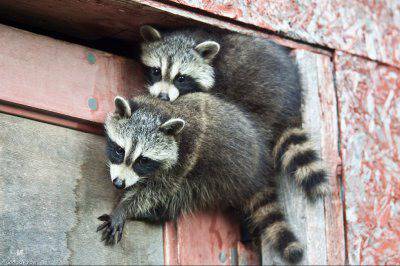 Животни крадци, запечатани на видео