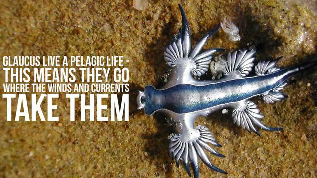 7 от най-странните животни, които не знаехте че съществуват