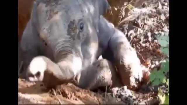 Бебе слонче спасено от яма