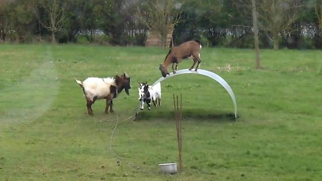 Шантава люлка за Кози …Смях!