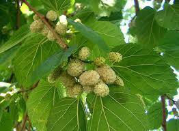 Чай от бяла черница при нужда от отслабване