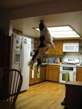 Забавни картинки