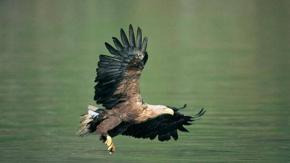 Дивата природа в анимирани GIF-чета