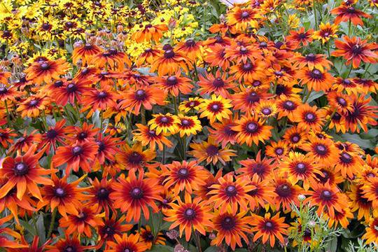 За Разсадник Керия град Варна