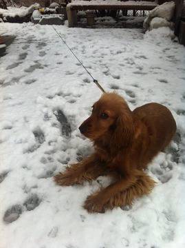 Поиграхме си в снега…. : ) ***