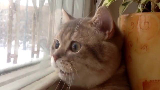 Това коте здравата се е заклещило!