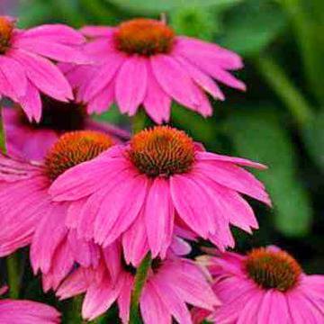 Билката ехинацея