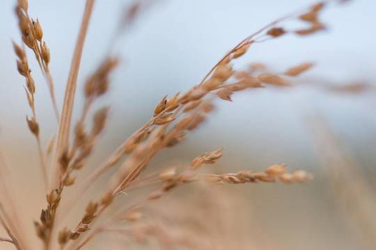 5 факта за глутена, които може би не знаете