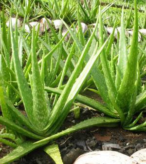 Алое вера прочиства органите и неутрализира токсините