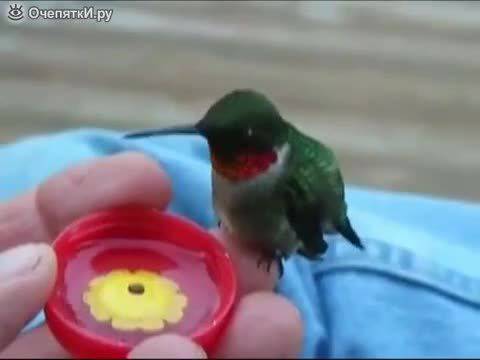 Сладко пиленце колибри пие водичка от ръка