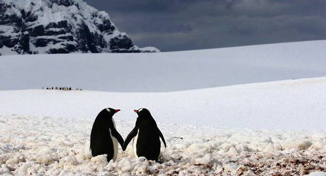 Обяснение в любов – 17 кадъра от красивия свят на животните