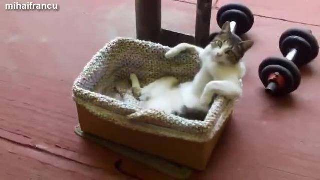 Миличко сладко коте се оптяга като човек