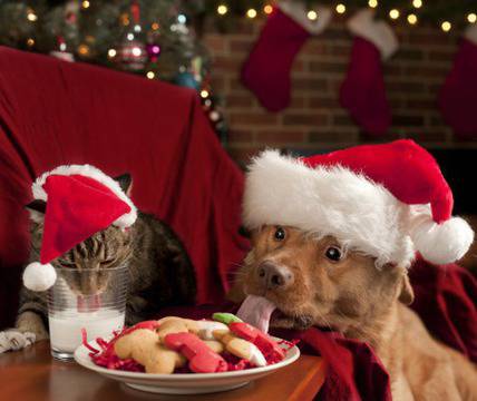 Опасни храни за домашните любимци