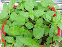 Чисто и устойчиво градинарство