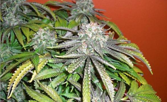 Отглеждане на марихуана за начинаещи