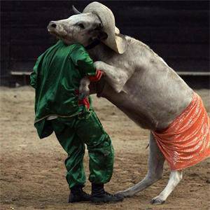 Танц с крава 647