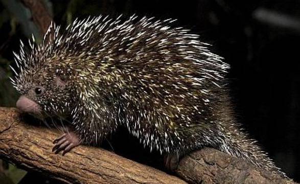 И животните „го правят“ сами